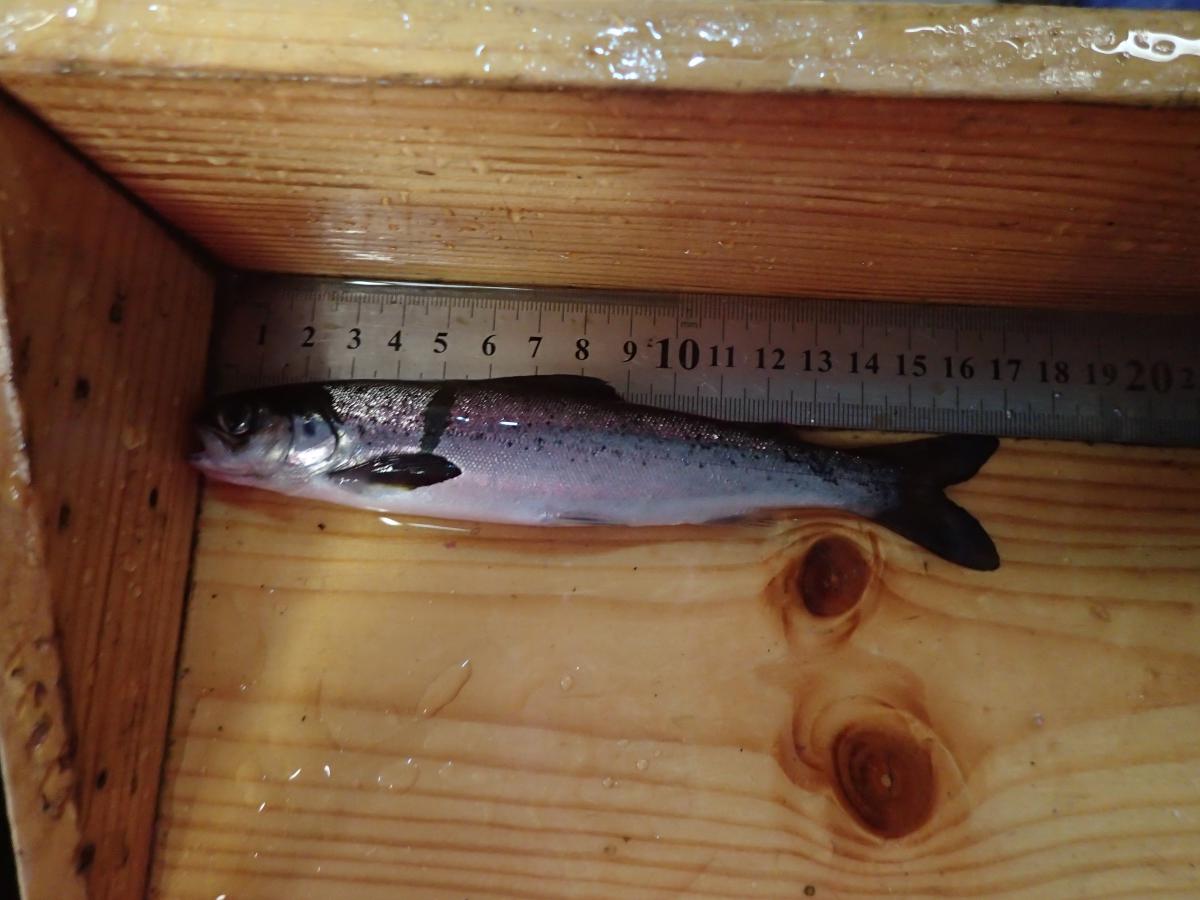 Salmon smolt; note the silver color of its scales